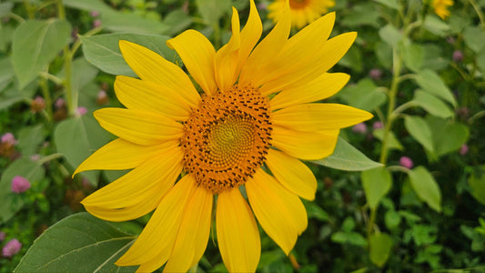 Vitamin D3 - das Sonnenvitamin